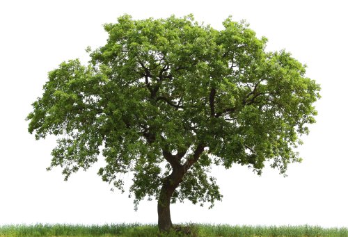 tree2